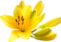 An yellow lilly spring Royalty Free Stock Photo