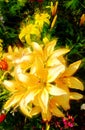 Yellow Lily