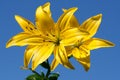 Yellow lily