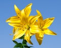 Yellow lily