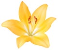 Yellow lily