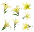 Yellow lily Royalty Free Stock Photo