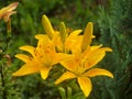 Yellow lily