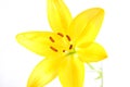 Yellow Lily