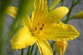 Yellow lily as spring time sign in garden