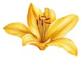 Yellow lily, beautiful flower on an isolated white background, watercolor illustration, botanical painting