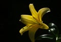 Yellow Lily Royalty Free Stock Photo