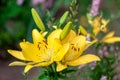 A yellow lily blooms on a bright sunny day Royalty Free Stock Photo