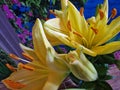 Yellow Lily bouquet. Stamens and Pistil macro. Flower bud.