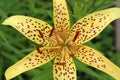 Yellow lily bud growing in summer in the garden close-up Royalty Free Stock Photo