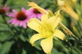 A yellow lily Royalty Free Stock Photo