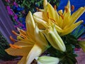 Yellow Lily bunch. Stamens and Pistil macro. Flower bud.