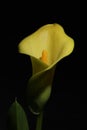 yellow lily,yellow calla flower, Royalty Free Stock Photo