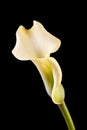 Yellow lily calla flower Royalty Free Stock Photo