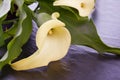 Yellow lily calla Royalty Free Stock Photo