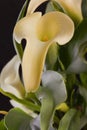 Yellow lily calla Royalty Free Stock Photo