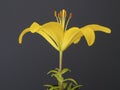 Yellow lily, black background