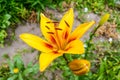 Yellow lily on a colored background in the garden Royalty Free Stock Photo