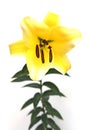 Yellow lily Royalty Free Stock Photo