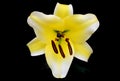 Yellow lily Royalty Free Stock Photo