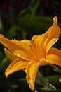 Yellow lily flower Royalty Free Stock Photo