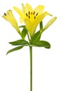 Yellow lily flower Royalty Free Stock Photo