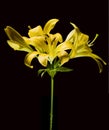 Yellow lily flower Royalty Free Stock Photo