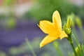 Yellow lily flower in the afternoon in the garden