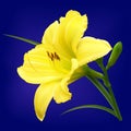 Yellow lily flower with buds Royalty Free Stock Photo