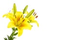 Yellow lily flower with buds isolated on white background Royalty Free Stock Photo