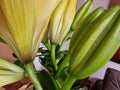 Yellow Lily. Flower buds macrophotography. Herbaceous stem. Royalty Free Stock Photo
