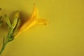 Yellow lily flower with buds on a twig on a yellow background Royalty Free Stock Photo