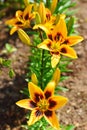 Yellow lily flower and buds Royalty Free Stock Photo