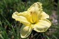 Yellow lily flower in center