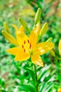 Yellow Lily flower closeup. Pistil, stamen and pollen Royalty Free Stock Photo