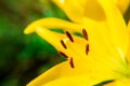 Yellow Lily flower closeup. Pistil, stamen and pollen. Macro Royalty Free Stock Photo