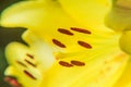 Yellow Lily flower closeup. Pistil, stamen and pollen. Macro