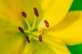 Yellow Lily flower closeup. Pistil, stamen and pollen. Macro Royalty Free Stock Photo