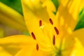 Yellow Lily flower closeup. Pistil, stamen and pollen. Macro Royalty Free Stock Photo