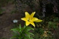 Yellow Lily flower on a dark background