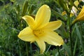 Yellow lily flower