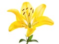 Yellow lily flower Royalty Free Stock Photo