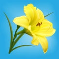 Yellow lily flower on light blue background Royalty Free Stock Photo