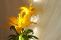 Yellow lily flower