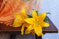 Yellow lily flower