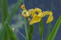 Yellow lily flower seen up close iris pseudacorus