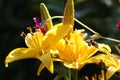 Yellow lily flower with water drops