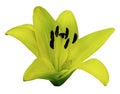 Yellow Lily flower. White isolated background with clipping path. Closeup. no shadows. For design. Royalty Free Stock Photo