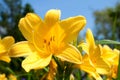 Yellow lily flowers