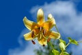Yellow lily flowers on a blue sky background in a summer garden Royalty Free Stock Photo